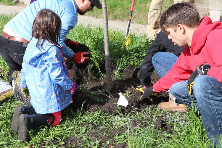 Friends of Grand Rapids Parks volunteers plant trees. 