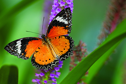 Butterflies Are Blooming: Tropical-themed therapy for winter-weary Grand Rapidians