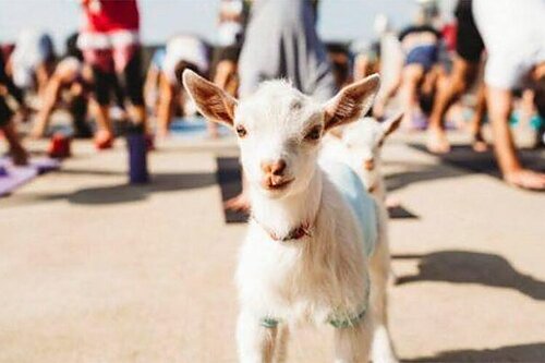 Goat Yoga: Downward dog, open sky, and baby goats