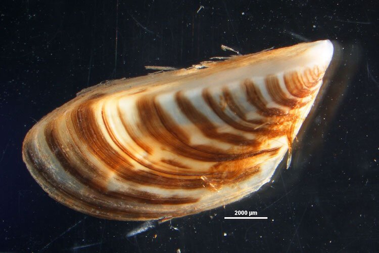 The invasive Zebra mussel is named for its distinctive stripes. They are usually less than 1 inch in length with stripes varying from tan to brown.