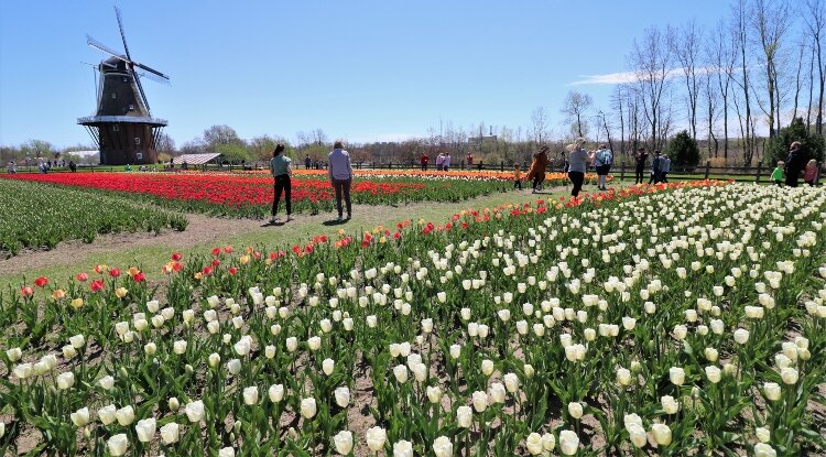 tulip-time-ten